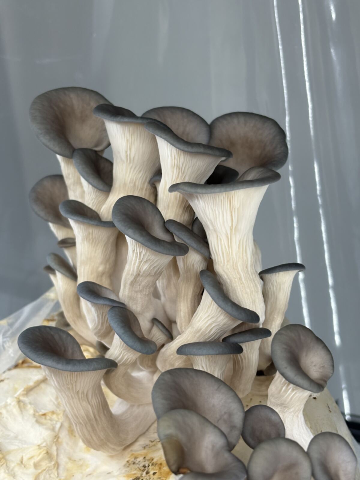 Fresh blue oyster mushroom cluster from Simpson's Spores