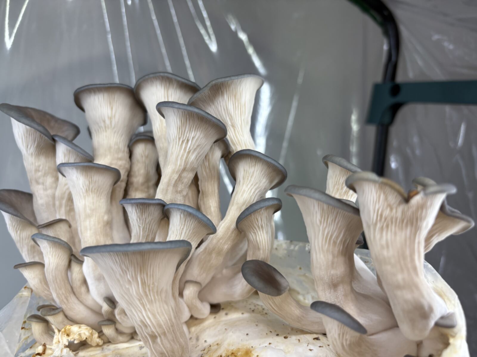 Future grow kits coming from Simpson's Spores