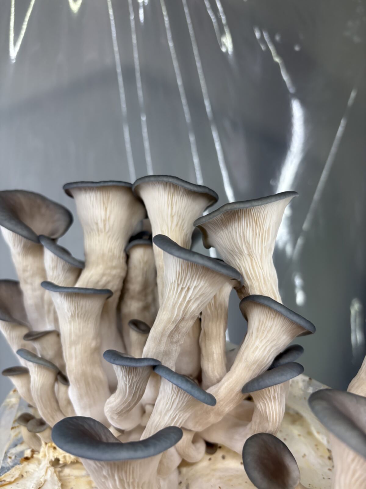 Mature blue oyster caps showing gills