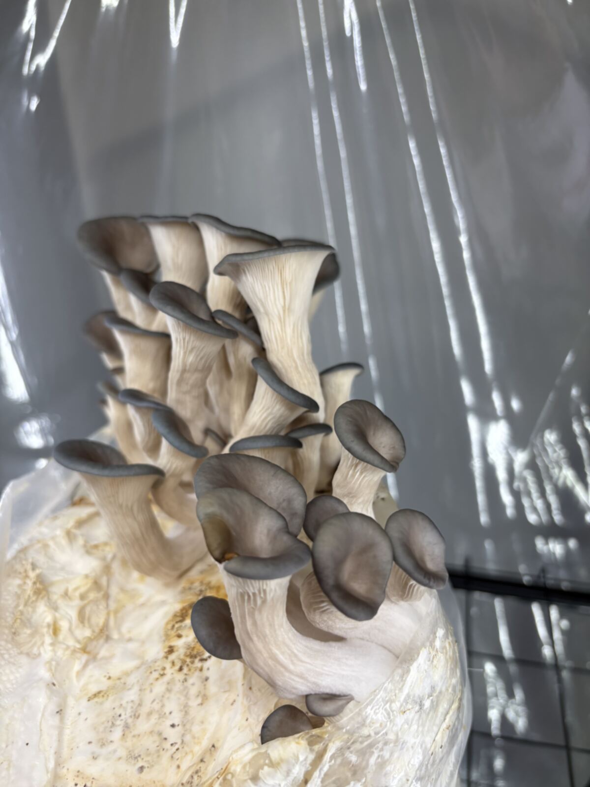 Tall blue oyster cluster fruiting